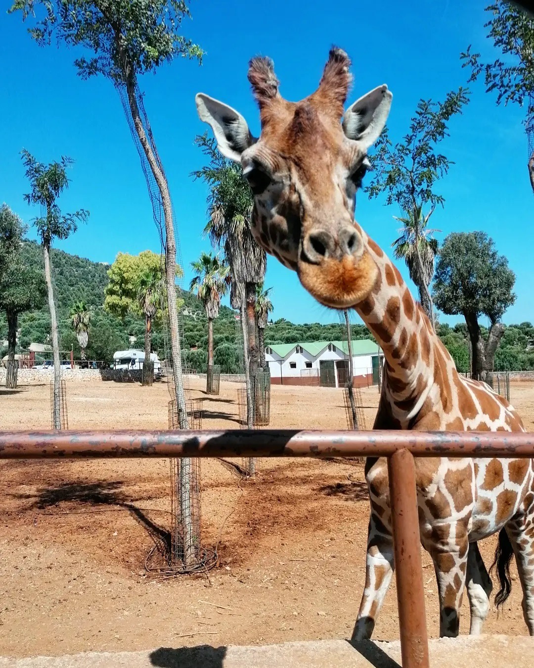 zoosafari zoosafari